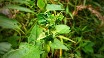 A close-up of green leaves curling on a plant stem, with several red ants crawling on the surface,...