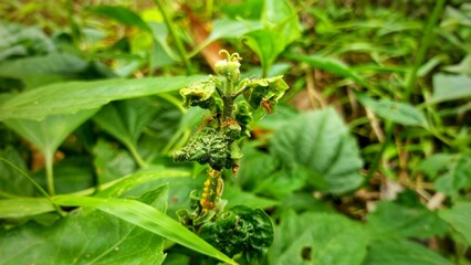 A close-up of green leaves curling on a plant stem, with several red ants crawling on the surface,...