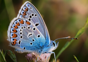 Obraz premium butterfly on green grass