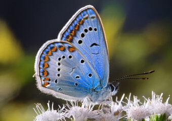 Naklejka premium blue butterfly on green background