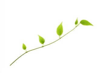 Fototapeta premium Fresh green leaves on a slender branch isolated on a white background showcasing natural beauty and delicate growth in botanical photography