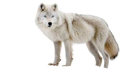 Obraz premium A full body shot of a white wolf standing on transparent background png