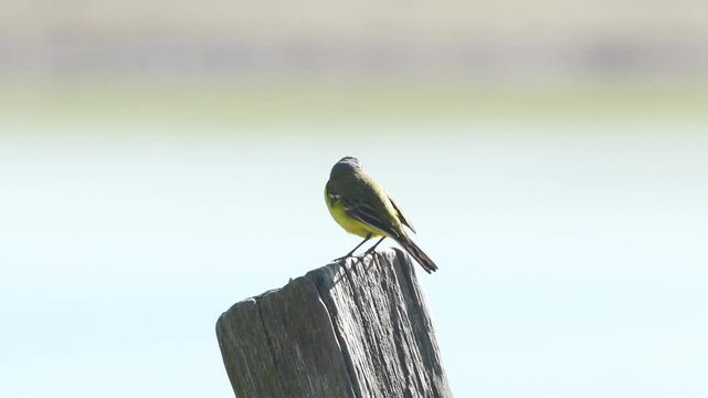 a yellow wagtail sits on a fence and looks around, a yellow wagtail on a fence post, yellow wagtail observes everything around it, Motacilla flava