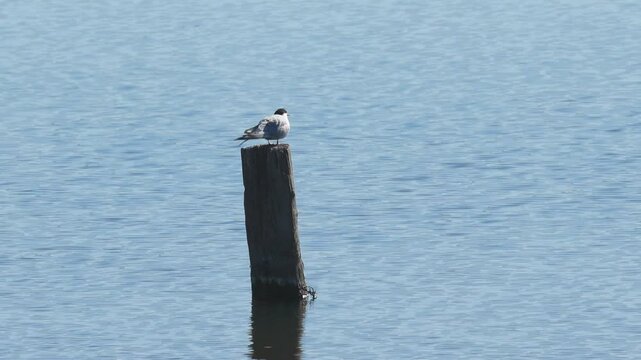 Common Tern on a pole in the water, Common Tern looking at the water, light waves in the lake, blue reflection in the lake, idyllic lake landscape, Sterna hirundo