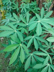close up of green leaves