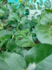 Ants perched on green leaves
