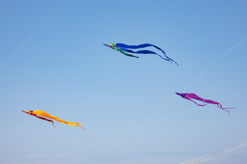 Kites flying in the blue sky