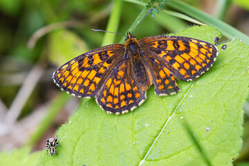 Heath Fritillary Butterfly (Melitaea athalia) Resting on a Plant