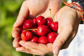 Freshly Picked Cherries Held in Hands Outdoors