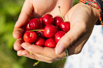 Freshly Picked Cherries Held in Hands Outdoors