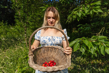 Young Woman Showing Freshly Picked Cherries in a Wicker Basket
