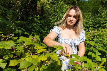Woman Picking Raspberries into a Glass Bowl in the Garden