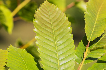 Leaf of the Sweet Chestnut Tree (Castanea sativa)