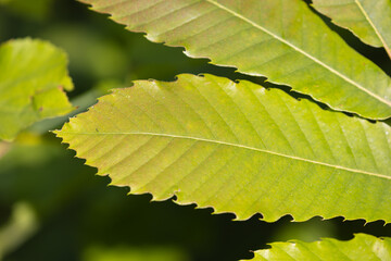 Leaf of the Sweet Chestnut Tree (Castanea sativa)
