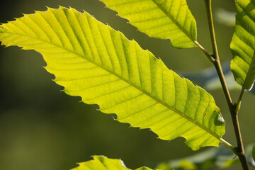Leaf of the Sweet Chestnut Tree (Castanea sativa)
