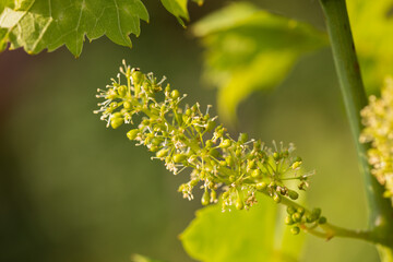 Close-Up of Wine Grapes flowers 