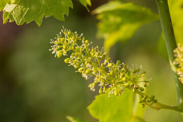 Close-Up of Wine Grapes flowers 