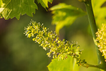 Close-Up of Wine Grapes flowers 