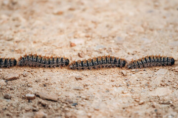 Processionary caterpillars moving in a line on sandy ground