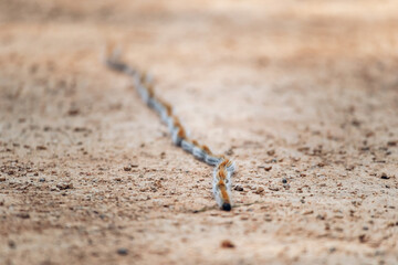 Processionary caterpillars moving in a line on sandy ground