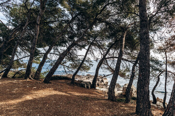 Obraz premium Scenic coastal landscapes of Sainte-Marguerite Island with pine trees, rocky shore, and turquoise sea.