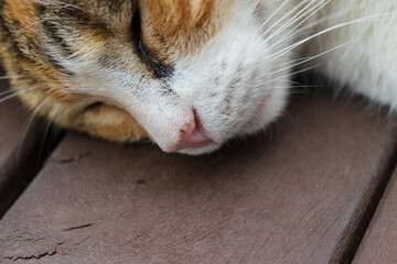 Portrait of the face of a soundly sleeping calico cat. Close-up of pink nose, whiskers and closed eyes of a sleeping cat. Selective focus