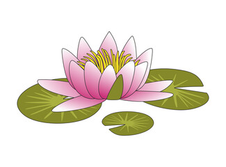 Colorful water lily illustration. Pink flower or lotus with leaf's in cartoon style. Plants, nature, home interior concept