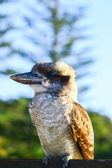 Close Up Laughing kookaburra