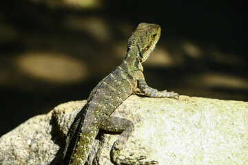 lizard on a rock - Lesueurii 