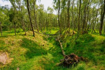 Fallen silver birch tree lies between two mounds in the disused Bole Hill quarry, Derbyshire.