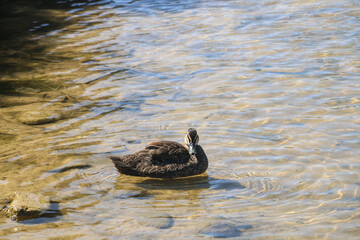 duck in the lake