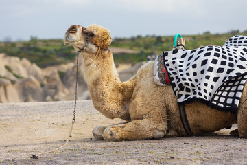 Portrait of shaggy camel in bridle and with saddle on blurred rocky background. The camel lies on...