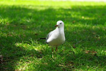 seagull on grass