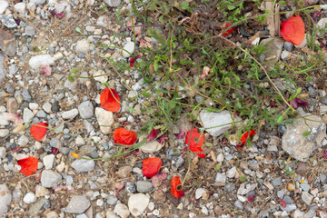 Red petals of faded poppies fell onto the rocky dry soil. View from above, selective focus