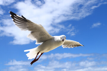 Fototapeta premium seagull in the sky
