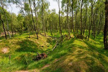 A silver birch woodland occupies the disused Bole Hill Quarry.