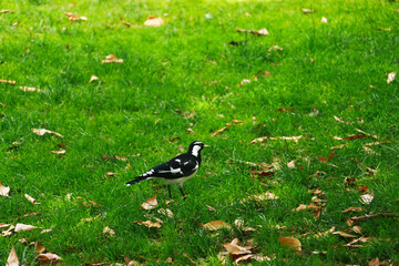 Magpie Lark - Australian bird