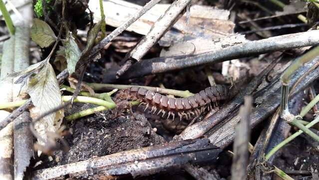 Myriapoda, Centipedes, Millipedes, Diplopoda, Polydesmida, Epanerchodus, Coromus vittatus vittatus. Shot in jungle.