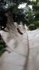 Myriapoda, Centipedes, Millipedes, Diplopoda, Polydesmida, Epanerchodus, Coromus vittatus vittatus....