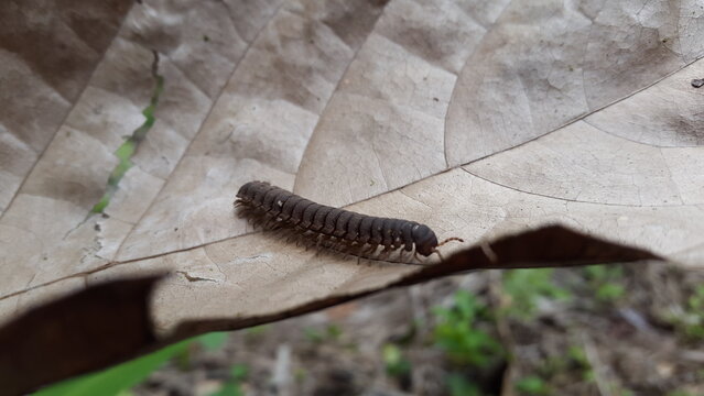 Myriapoda, Centipedes, Millipedes, Diplopoda, Polydesmida, Epanerchodus, Coromus vittatus vittatus. Shot in forest.