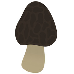 morel mushroom