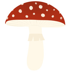 fly agaric mushroom