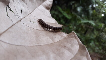 Myriapoda, Centipedes, Millipedes, Diplopoda, Polydesmida, Epanerchodus, Coromus vittatus vittatus. Shot in forest.