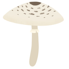 parasol mushroom