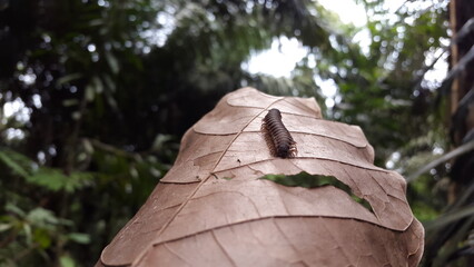 Spirostreptus giganteus, Shot in jungle. Myriapoda, Centipedes, Millipedes, Diplopoda, Polydesmida,...