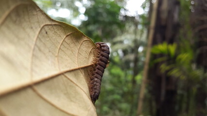 Spirostreptus giganteus, Shot in jungle. Myriapoda, Centipedes, Millipedes, Diplopoda, Polydesmida,...