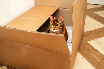Cute Bengal Cat in Cardboard Box. Pet Playful Behavior. Animal Moving or Delivery Concept.