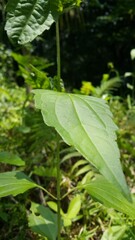 Fresh leaves wallpaper. Shot in forest. Textured leaf background. rain drops on the leaves, rain drops on a leaf