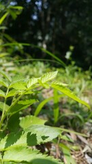 Rubus rosifolius leaves background. West Indian Raspberry, Ola'a, Roseleaf Raspberry,Rose-leaf Bramble. Perfect for a documentary on tropical rainforests and World Nature Conservation Day on July 28th
