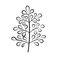Moringa oleifera leaf ink sketch. Hand drawn cut drumstick, raw pod, branch. Tropical plant ingredient. Asian superfood. Cooking seasoning, Ayurveda, organic. Vector food botanical illustration